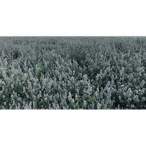 Catnip Tea Bags 50 G83779