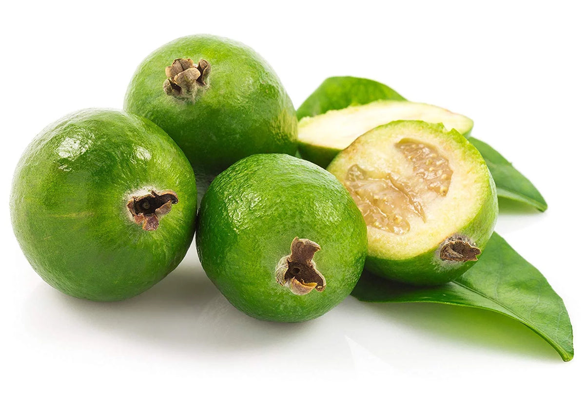 Pineapple Guava Live Plant J77351