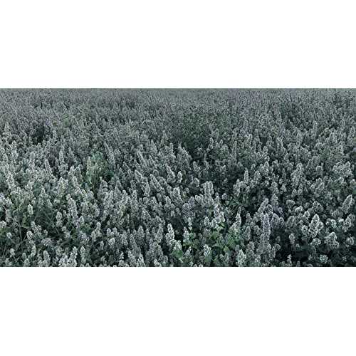 Catnip Tea Bags 50 G83779