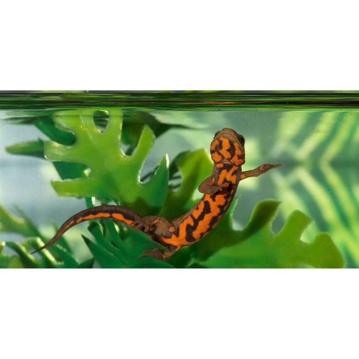 Paludarium Terrarium and Aquarium A632