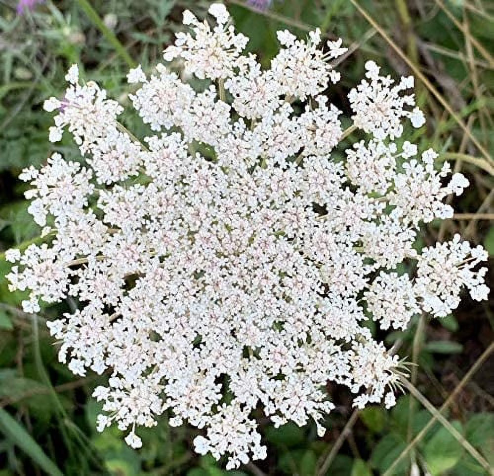 Queen Anne's Lace - 200 Seeds N65180