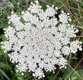 Queen Anne's Lace - 200 Seeds N65180