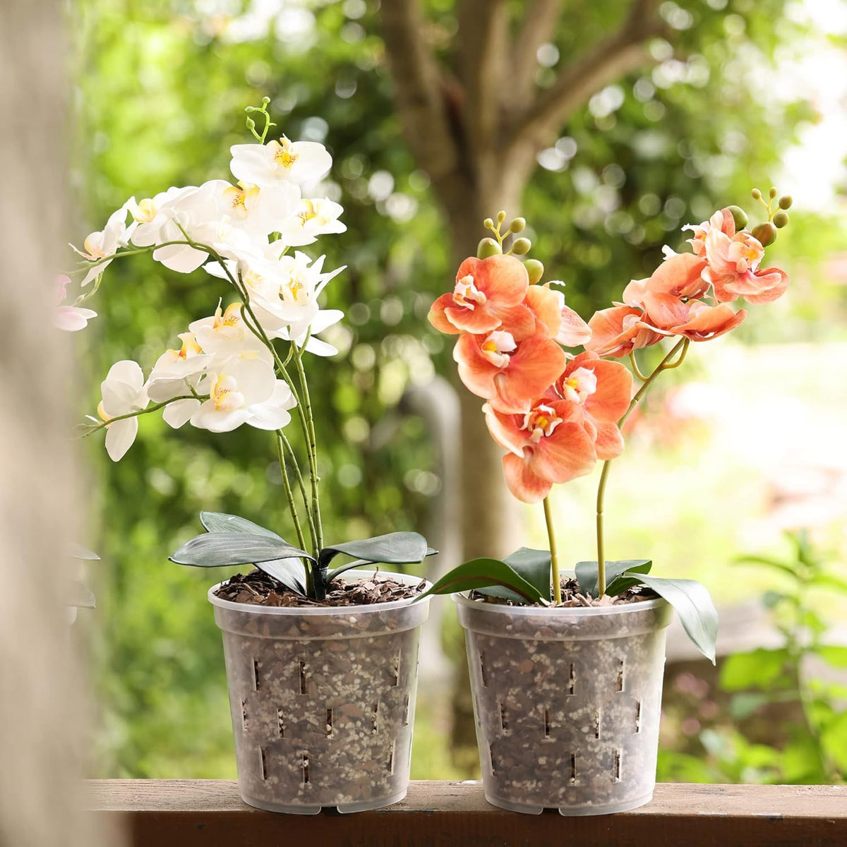 Clear Orchid Pot 6 Inch 5Pack Plastic Planter Y57972
