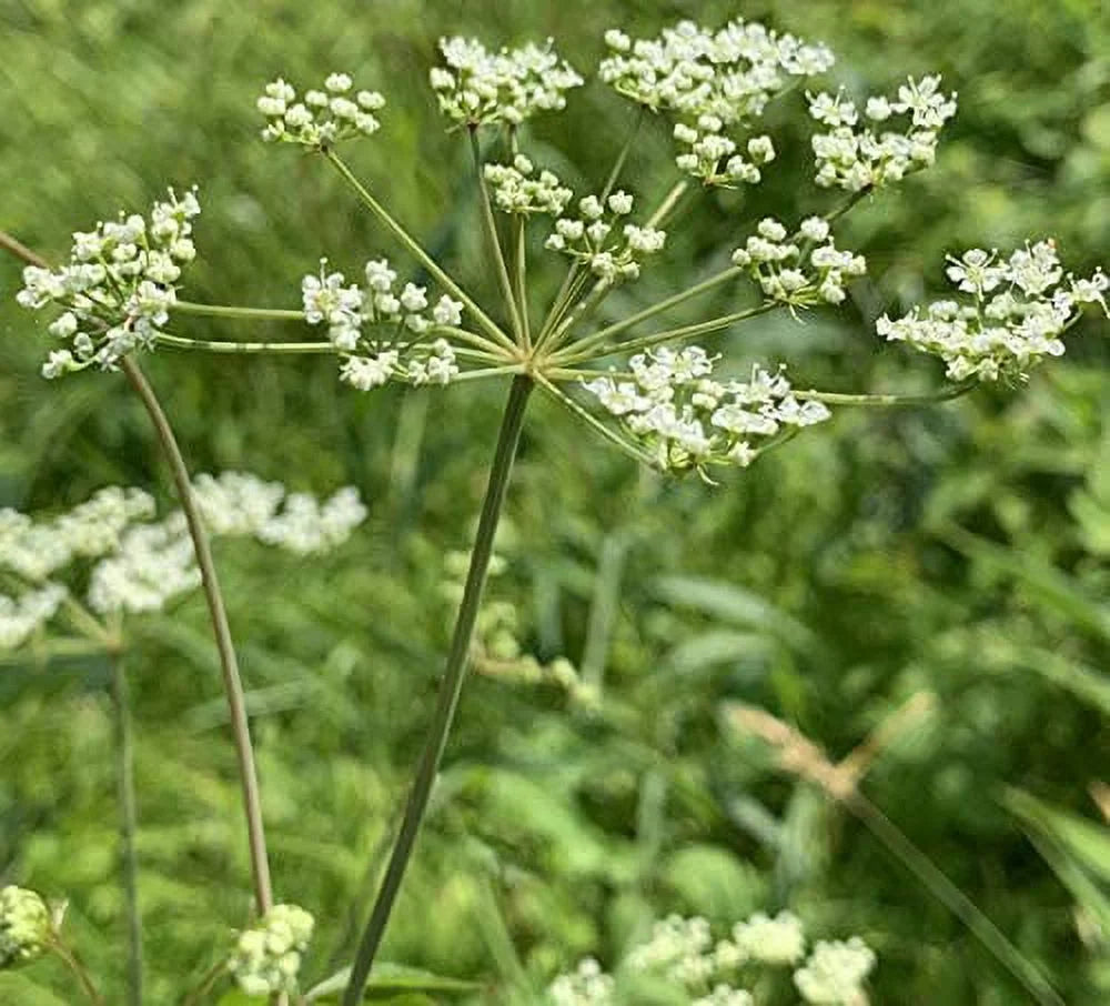 Queen Anne's Lace - 200 Seeds N65180
