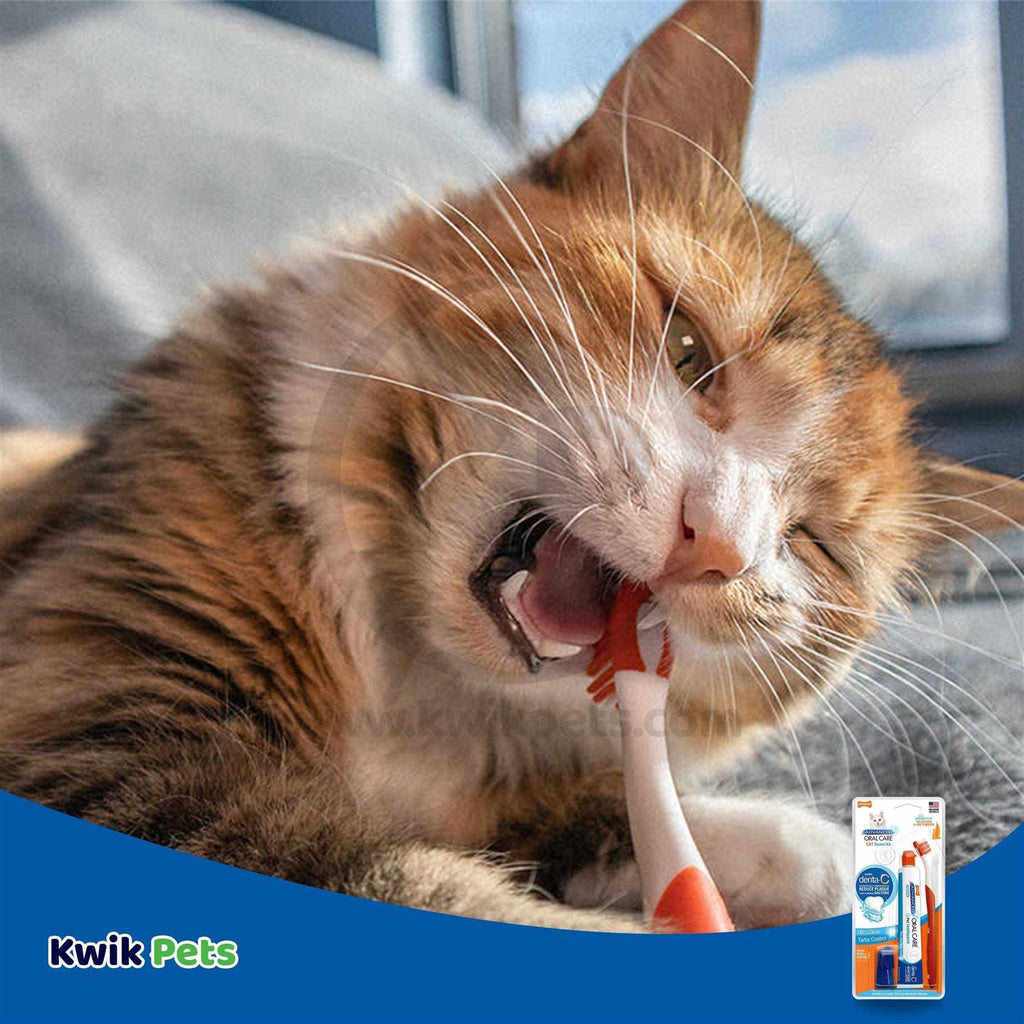 Cat Oral Care Dental Kit N76730
