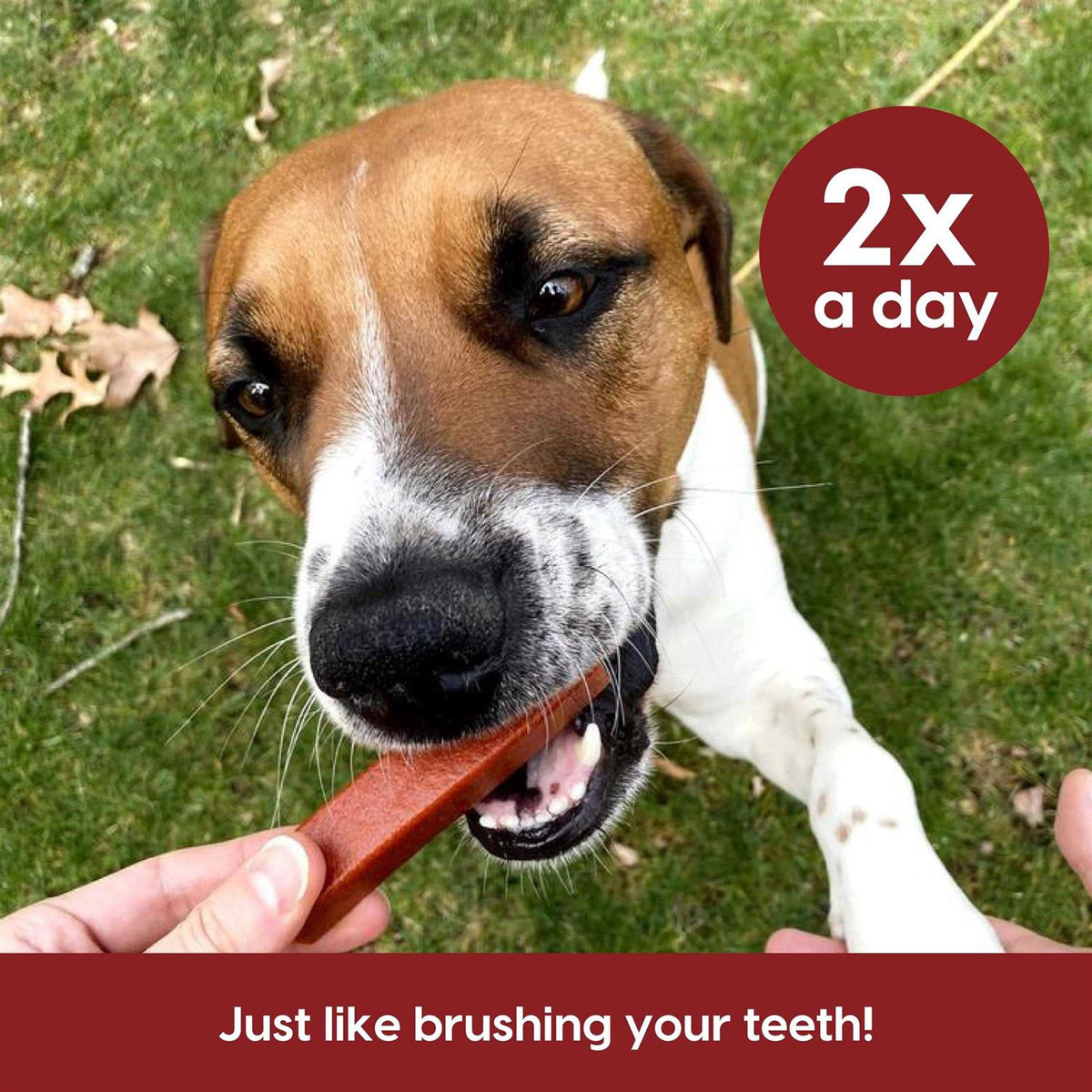 Brushless Toothpaste Dental Dog Chews N35658