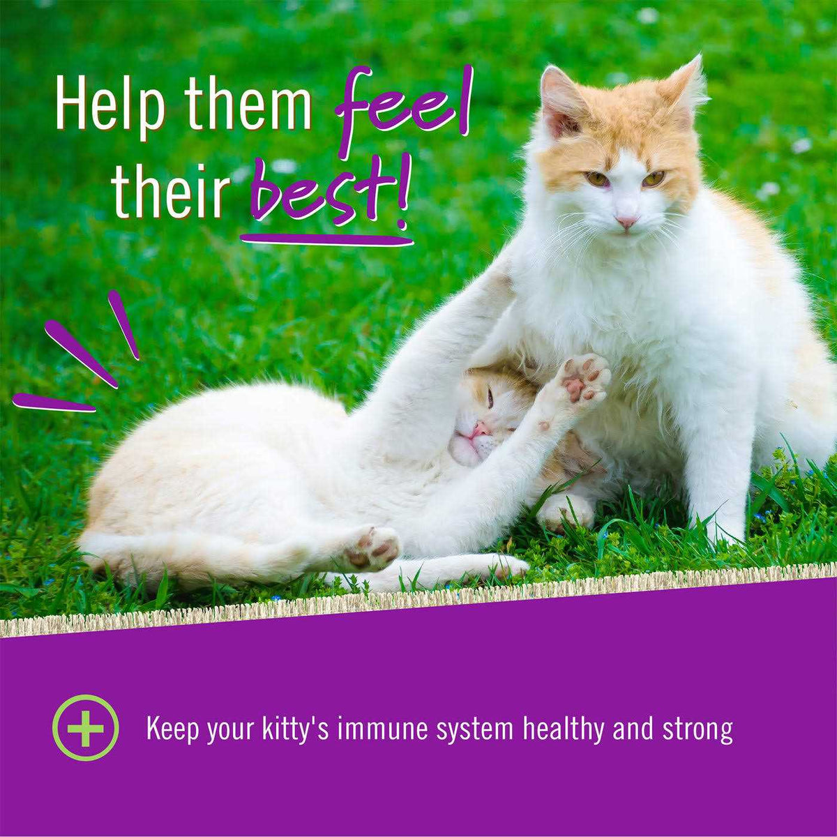 L Lysine Chews for Cats C313