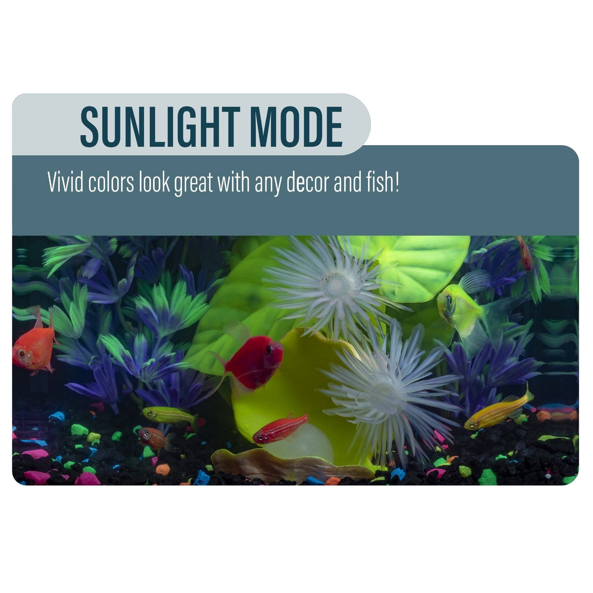 Betta Glass Aquarium Kit 3gal V487