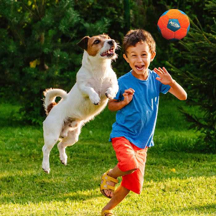 Soccer Squeak Ball Dog Toy J44611