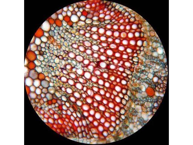 40X-2000X Trinocular Microscope with 5MP Digital Camera Y57489