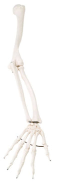 Anatomical Model Arm Skeleton K882558