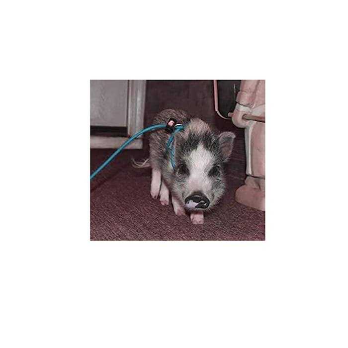 Adjustable Mini Pig Harness and Leash R541