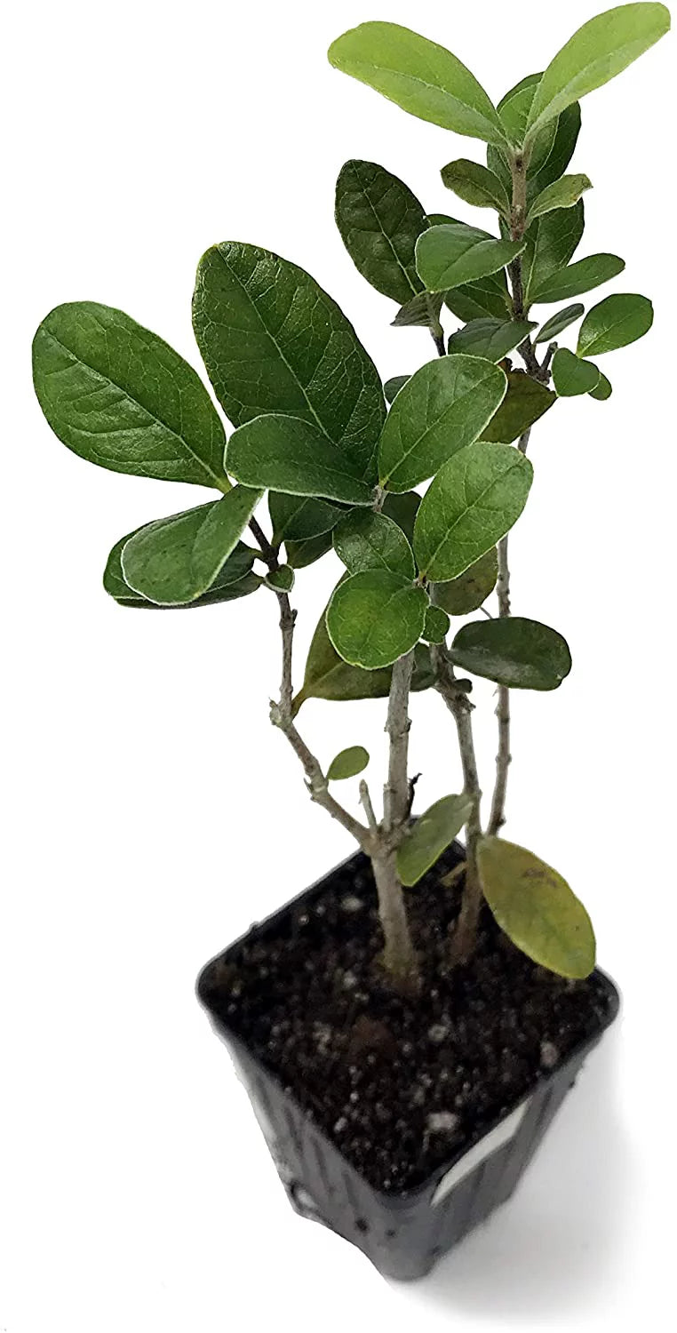 Pineapple Guava Live Plant J77351