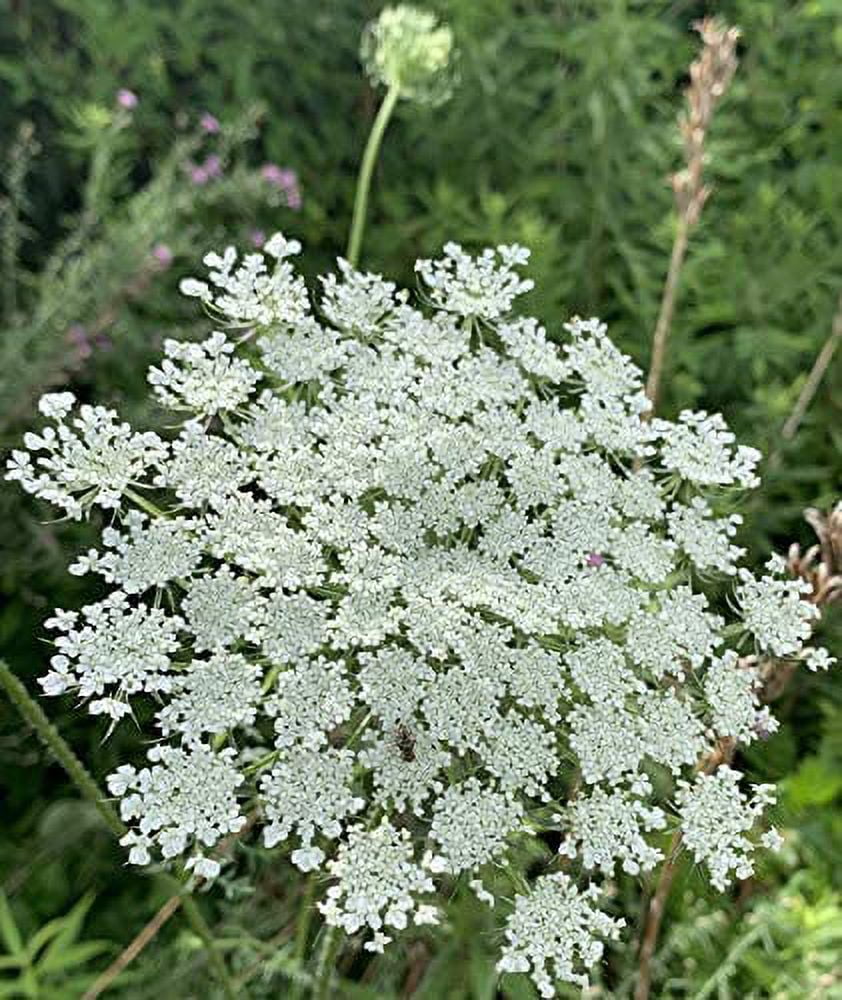 Queen Anne's Lace - 200 Seeds N65180
