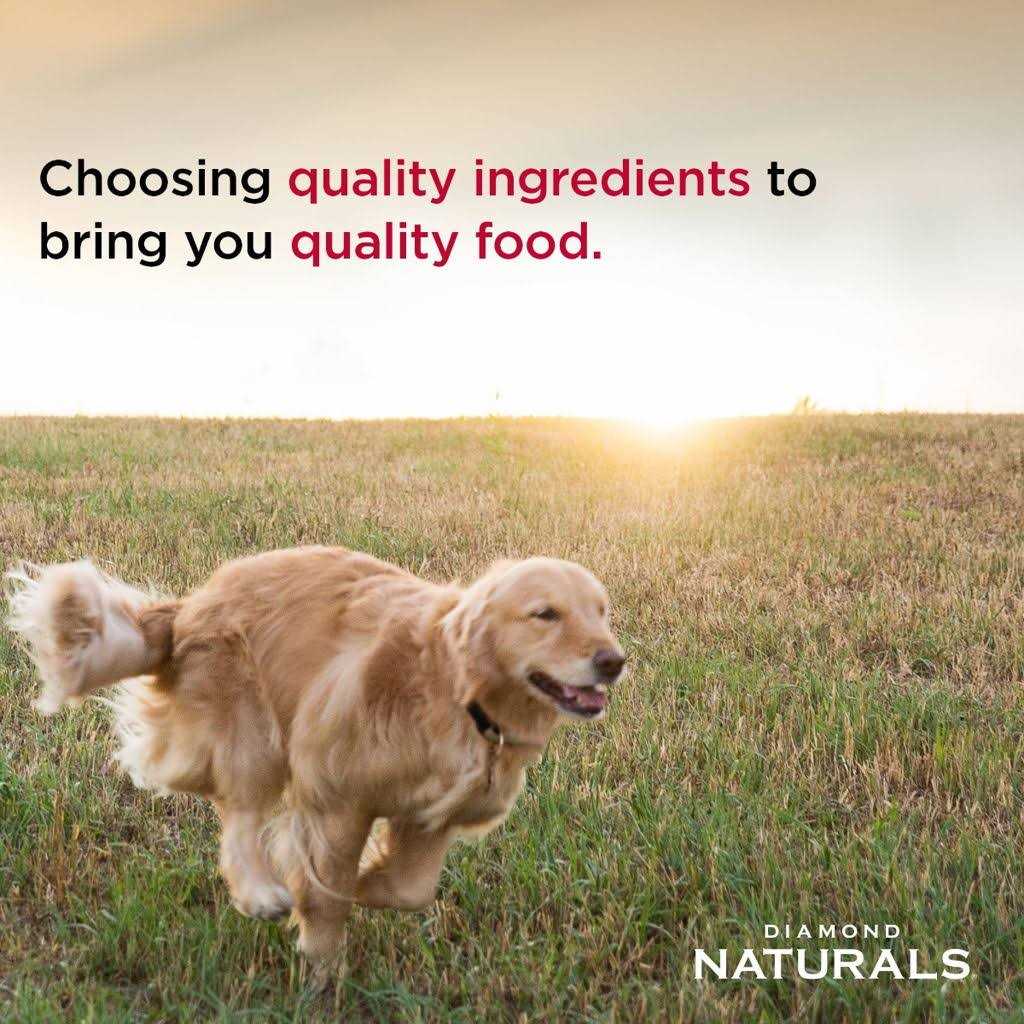 Beef Dinner Formula Adult Wet Dog Food G691