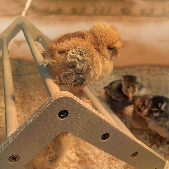 Chick Perch Roosting Bar Toy B345522