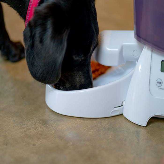 Automatic Dry Pet Food Feeder O983022