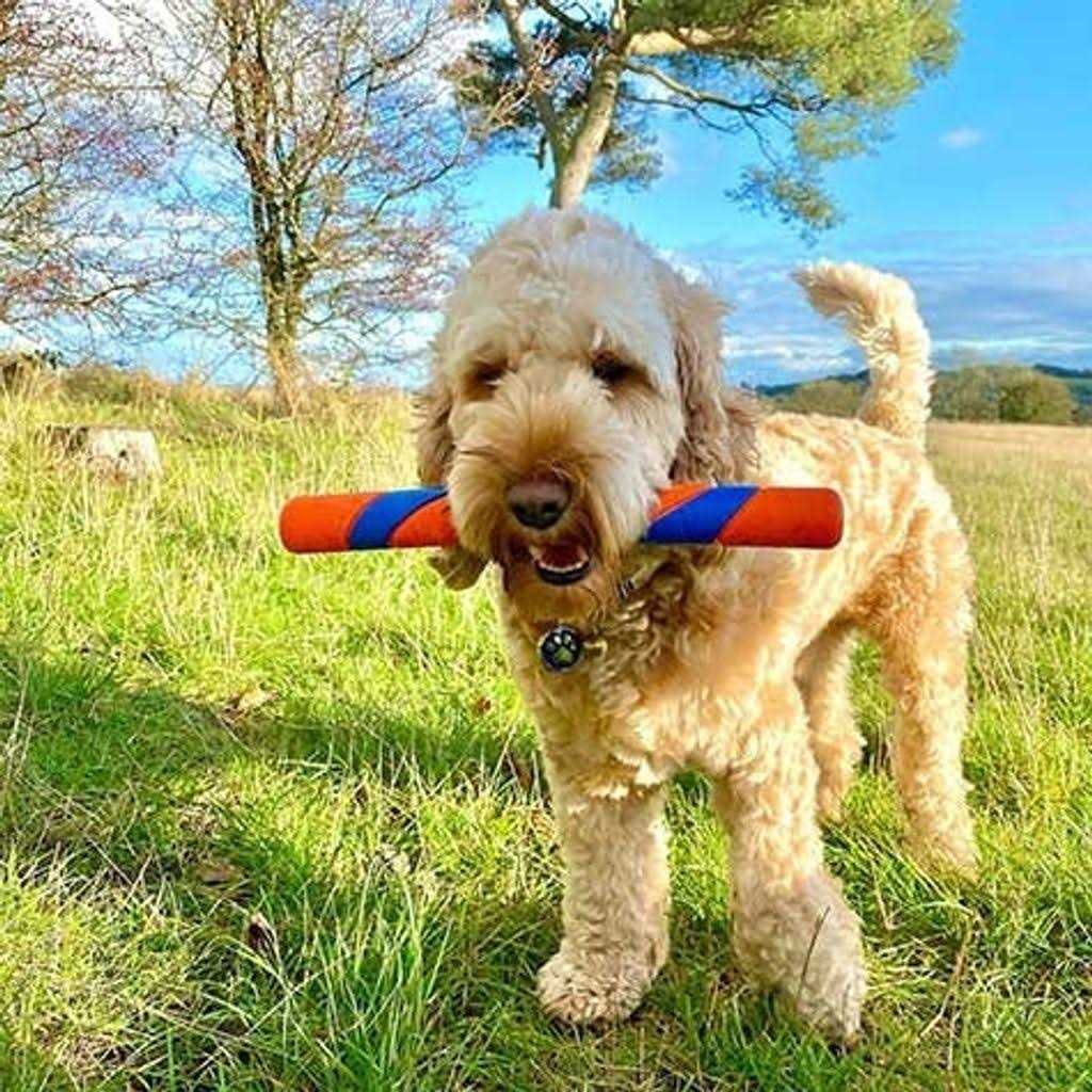 Dog Toy S182831